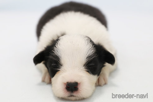 成約済の神奈川県のボーダーコリー-247678の5枚目